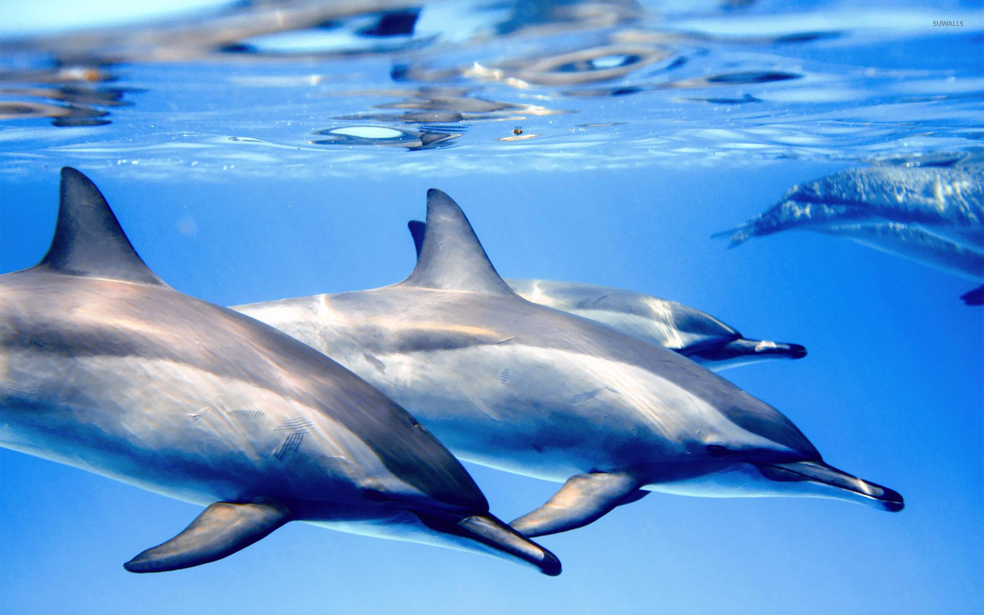 Dolphins wallpaper wallpaper
