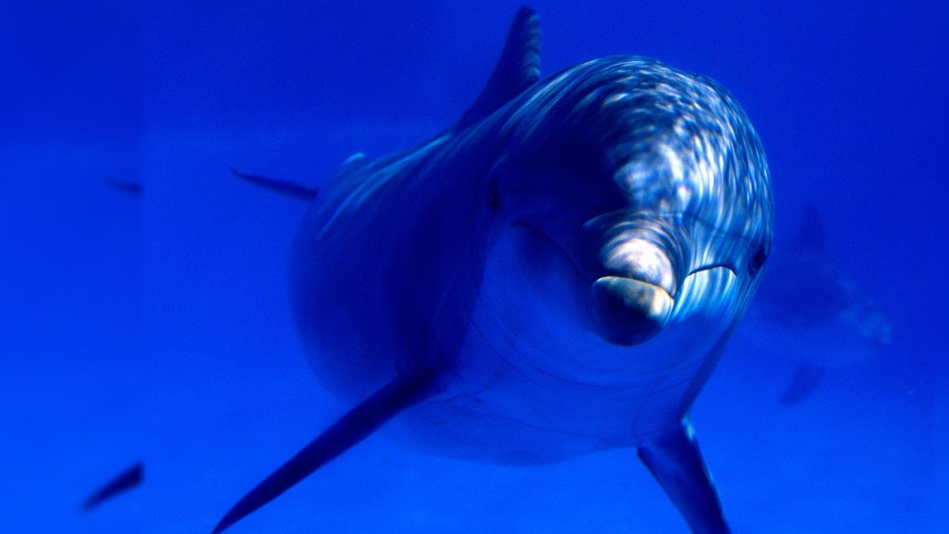 Free Dolphin Background