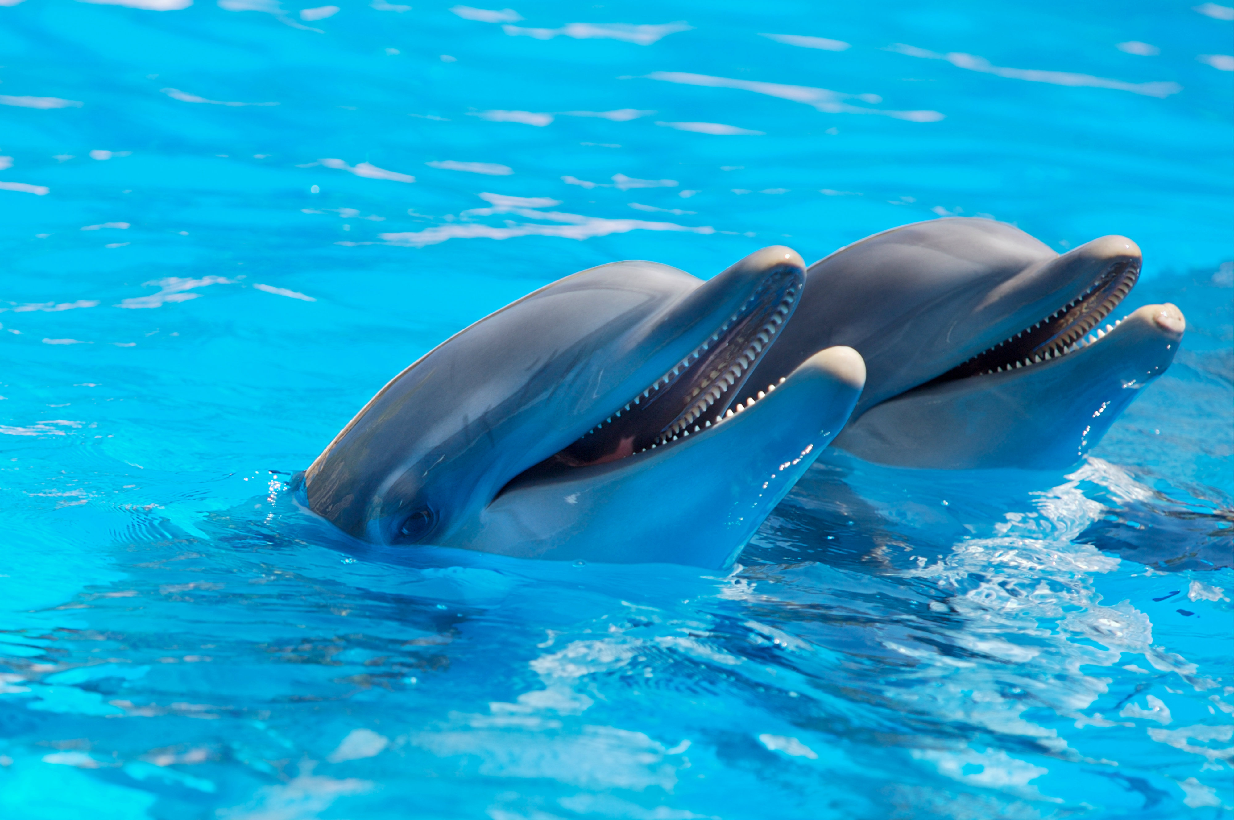 Dolphins wallpaper