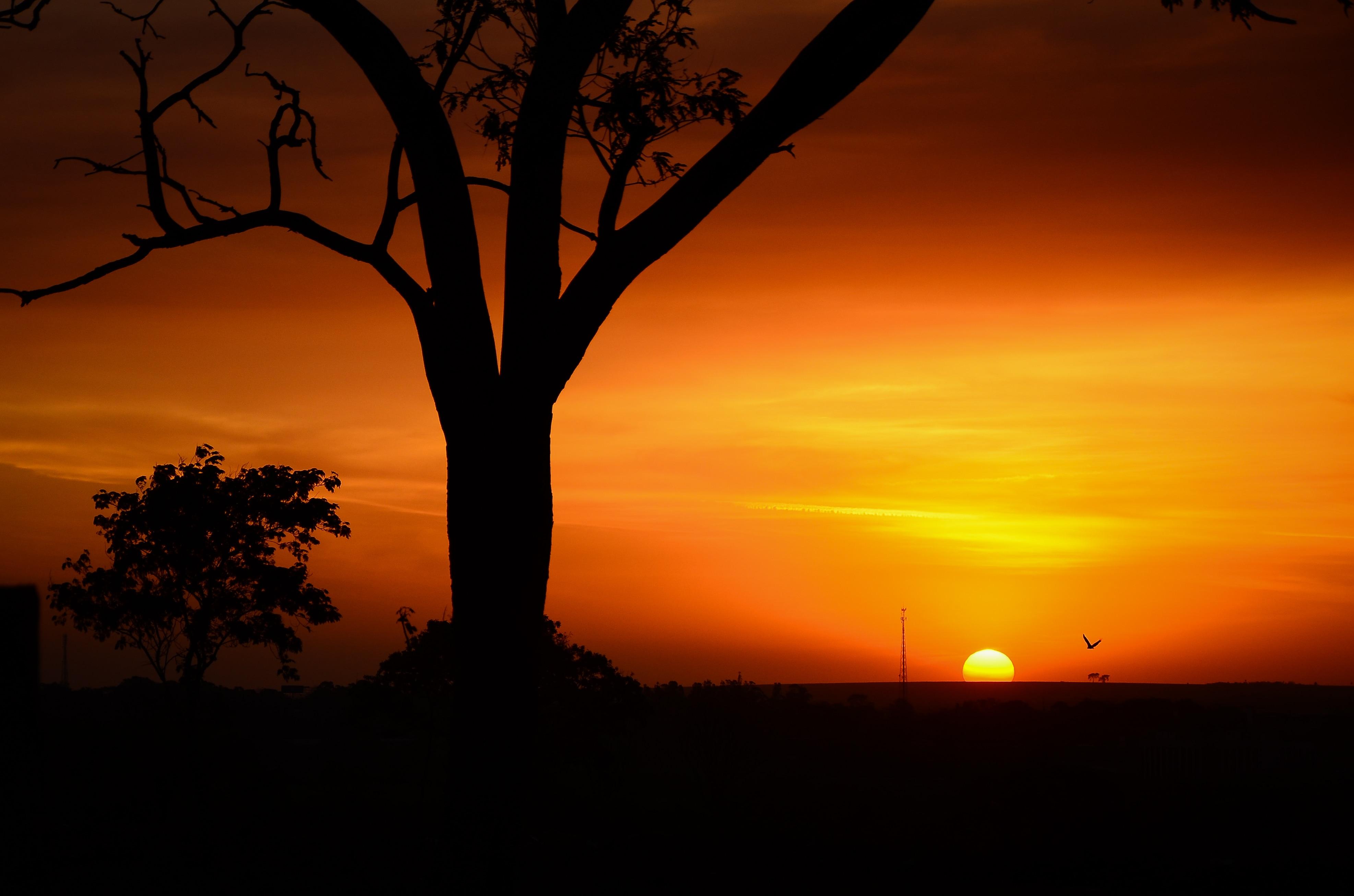 silhouette photography of trees during golden hour free image