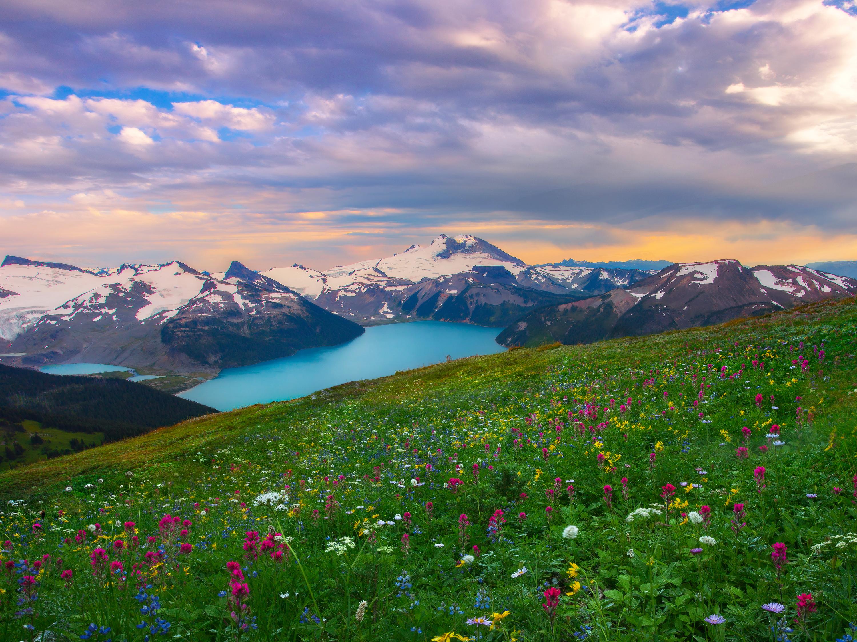 Flower Field in Mountain Landscape HD Wallpaper. Background Image