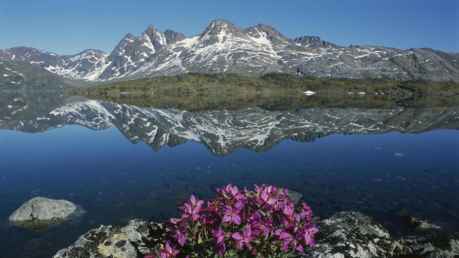 nature, Landscape, Mountain, Greenland, Water, Lake, Snow, Flowers