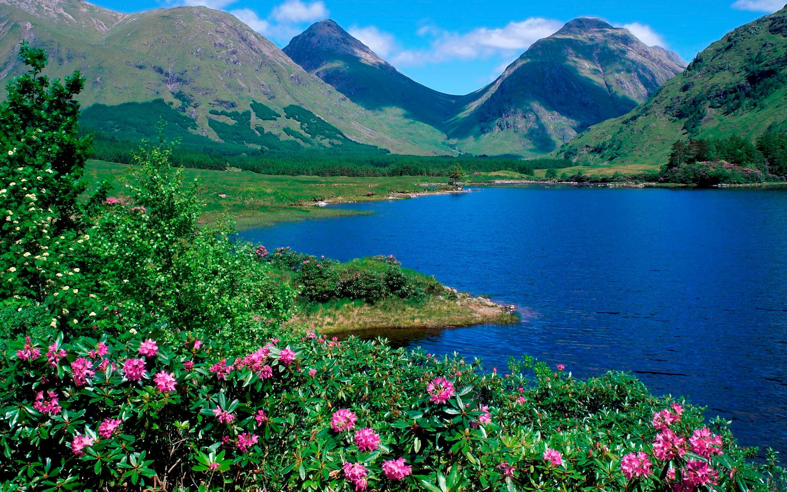 Pink Azaleas beside a lake with mountains at daytime HD wallpaper