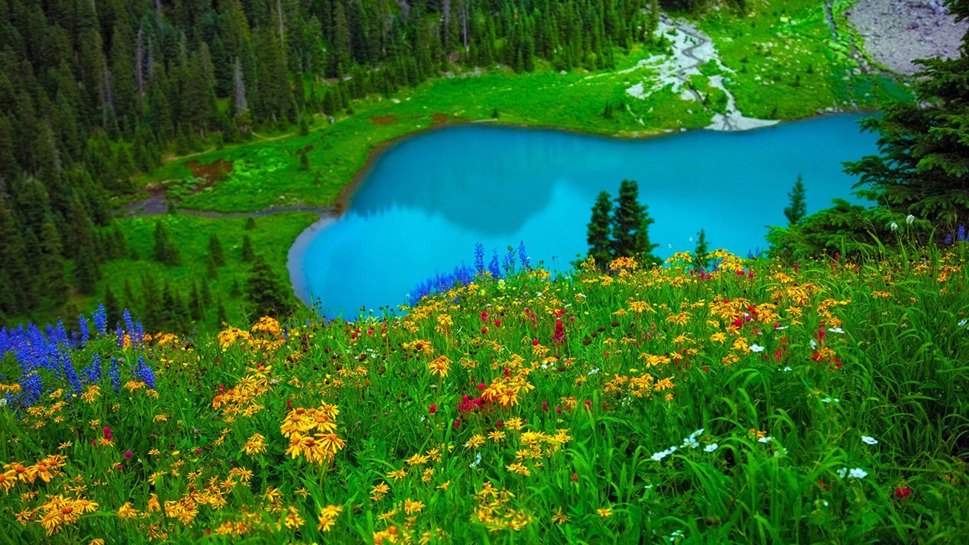 Spring Lake Flowers Landscape HD Wallpaper