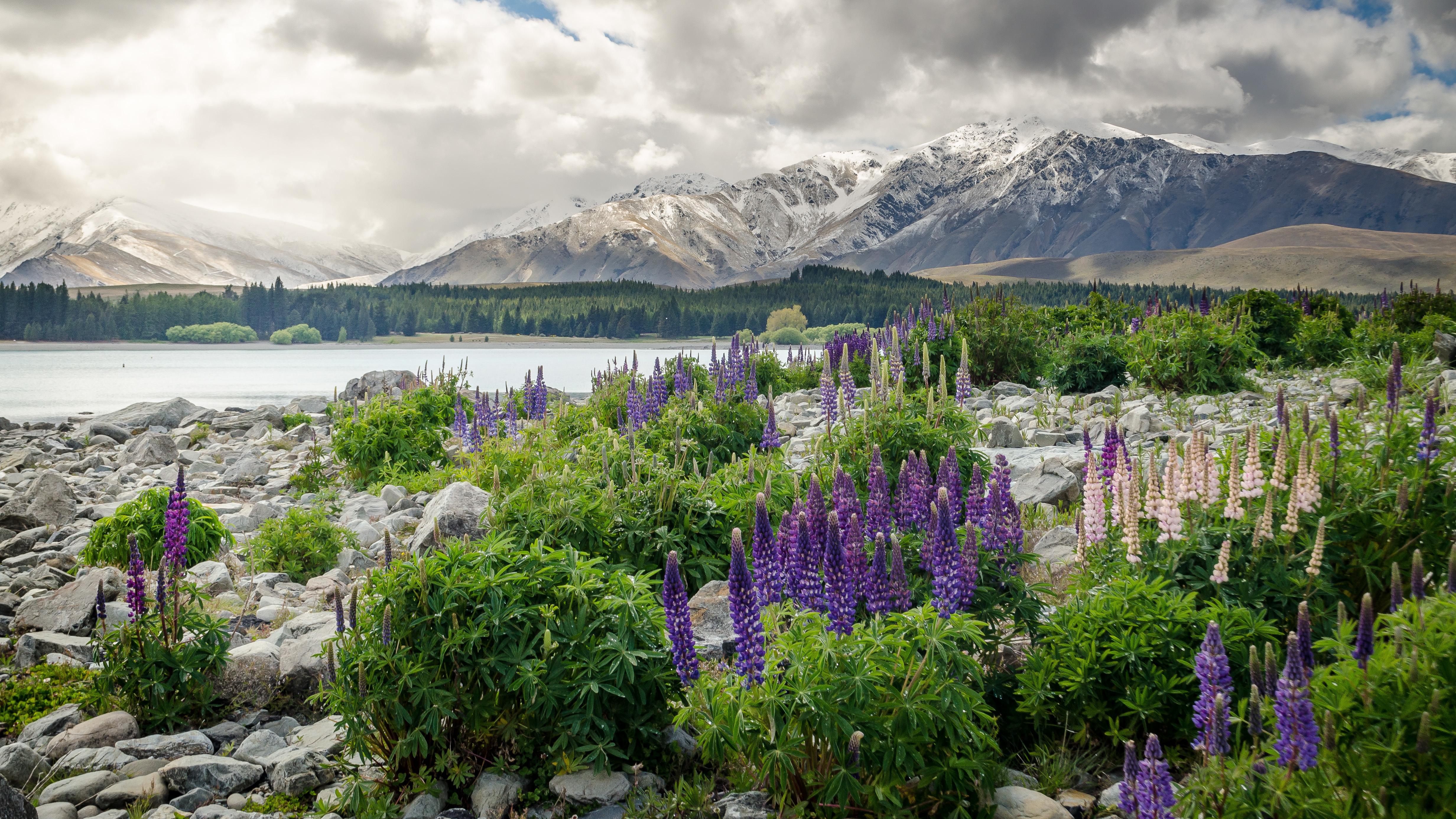 New Zealand Mountains Flowers Lake , Image, HD