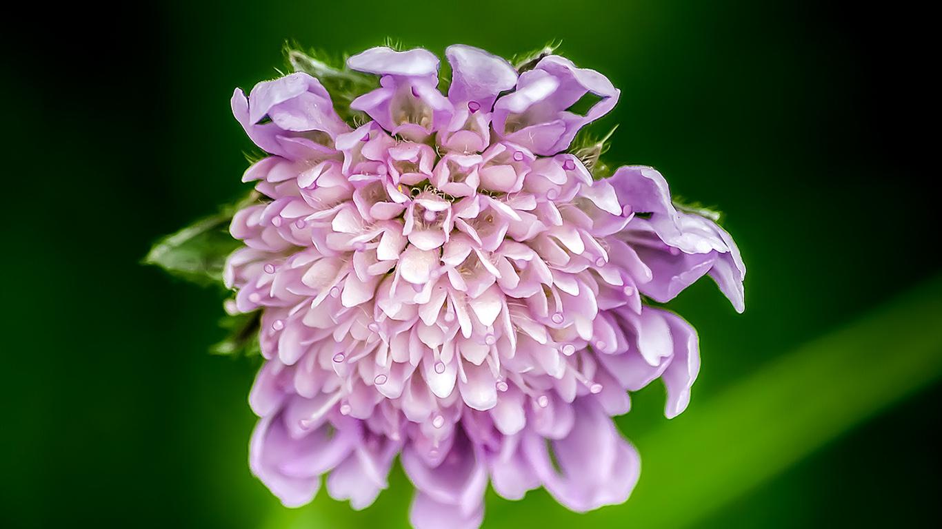 Scabiosa Pincushion Flower Petals Plant Purple Wallpaper