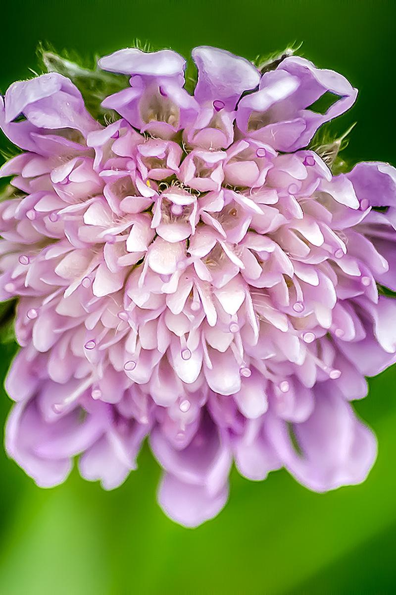 Download wallpaper 800x1200 pincushion, flowers, petals, plant