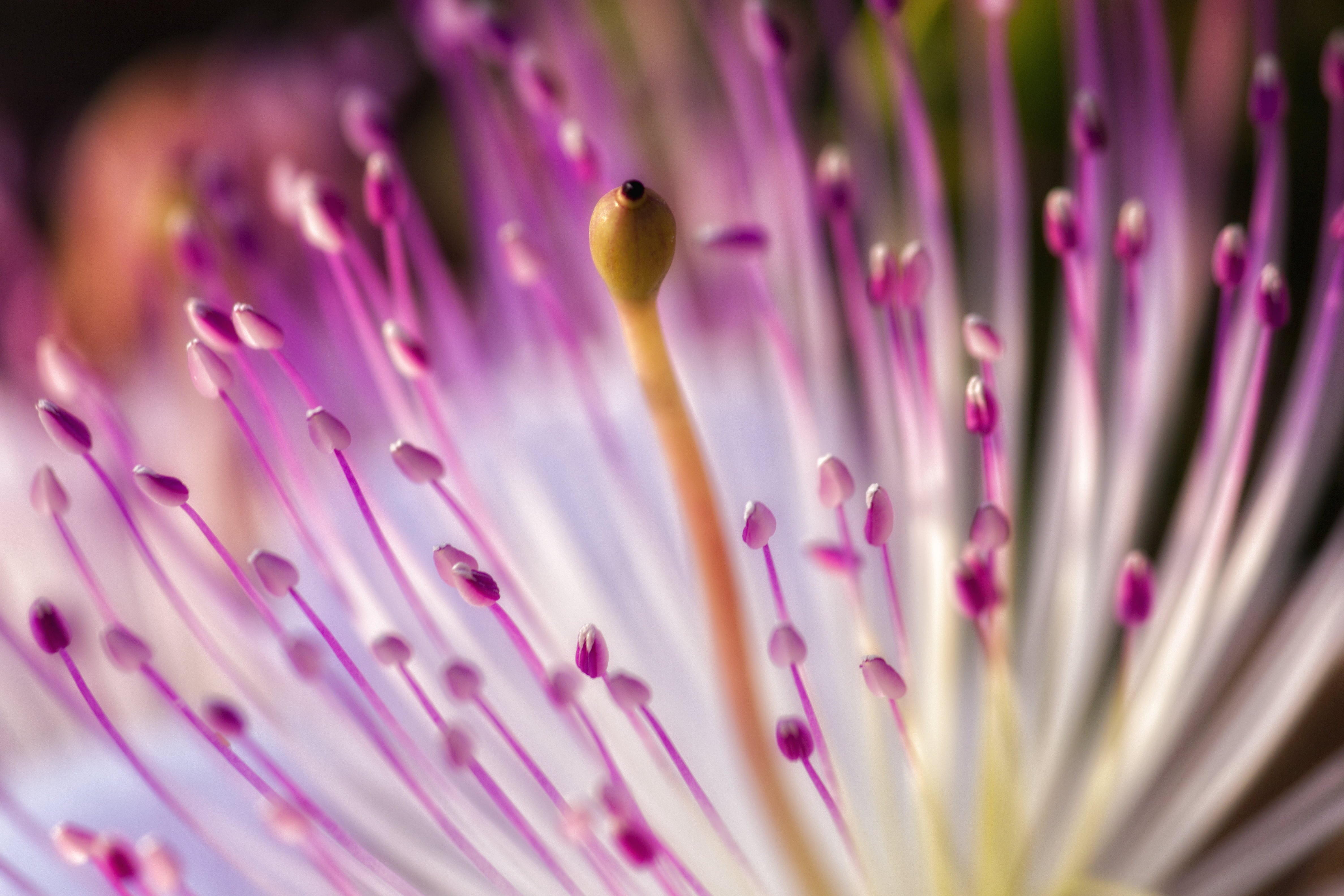 Purple Pincushion Flower In Close Up Photo HD Wallpaper. Wallpaper