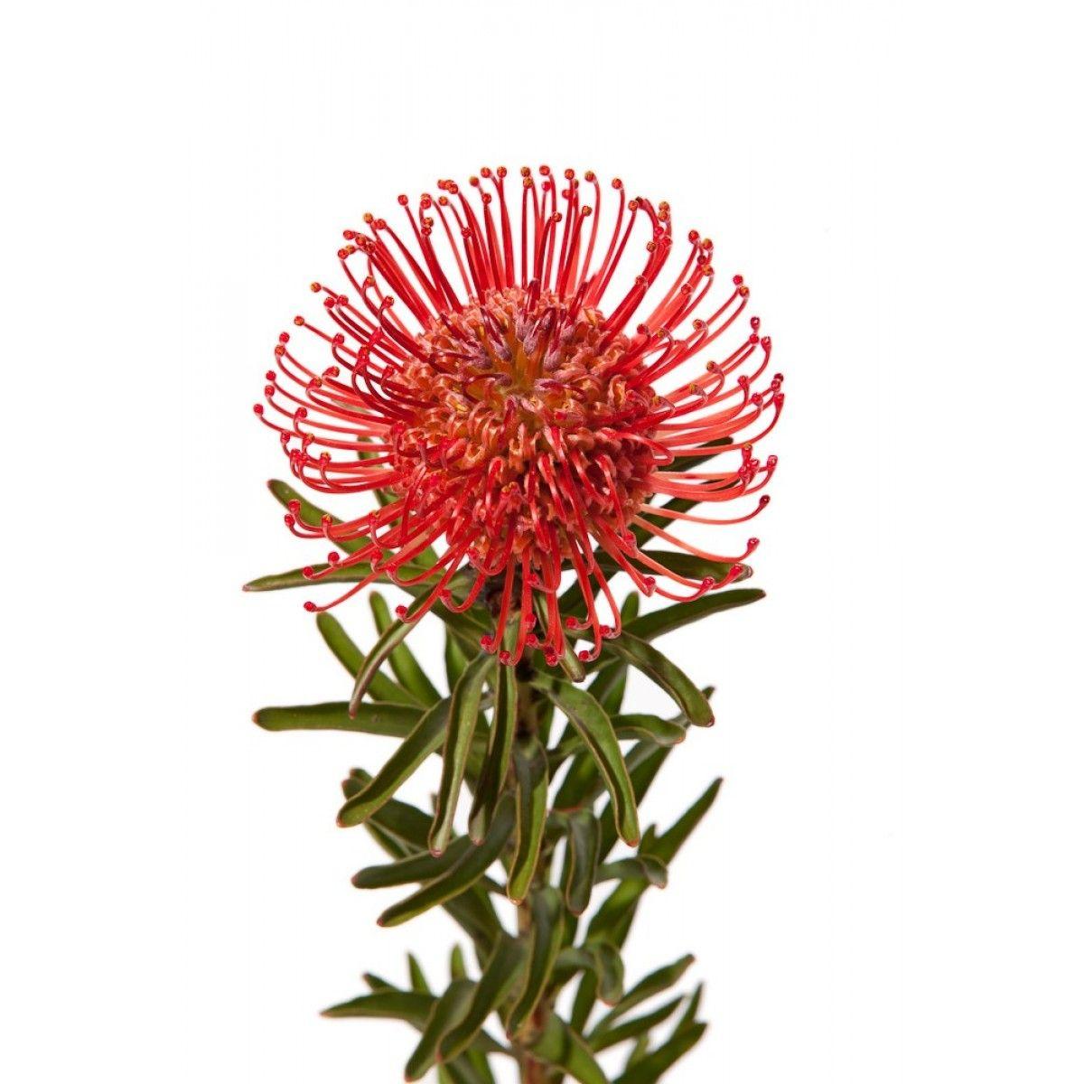 Protea (Pincushion) flower. Beautiful inspiration for thread