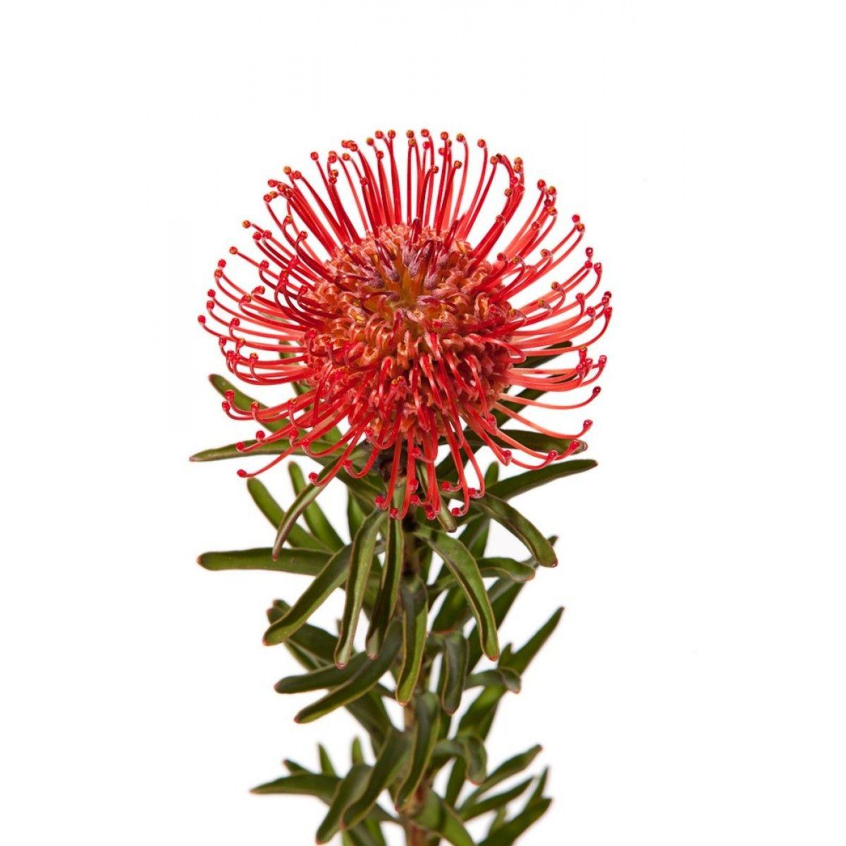 Pincushion Flowers Wallpapers Wallpaper Cave