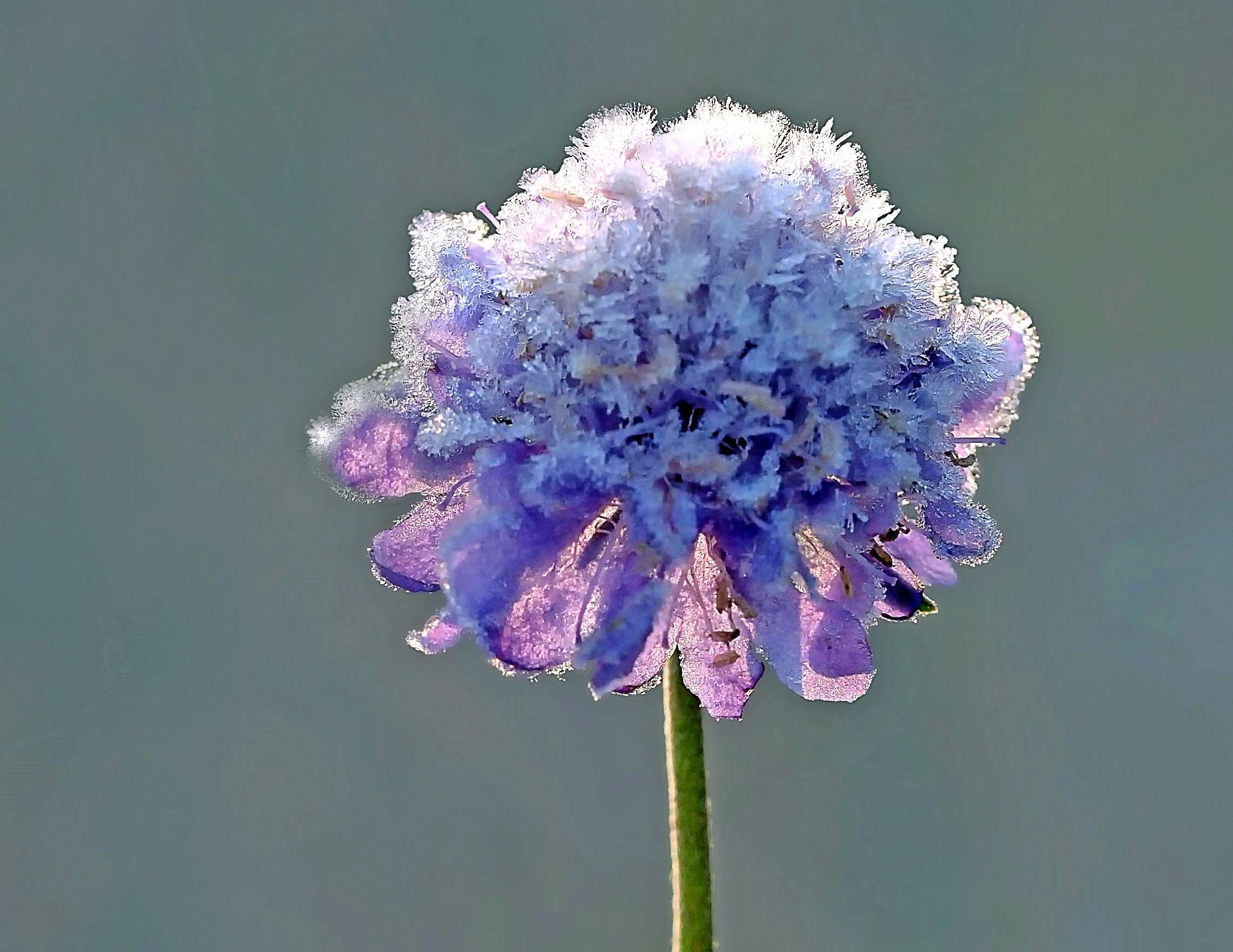 atmosphere, background, blue, cold, crystal, flower, frost