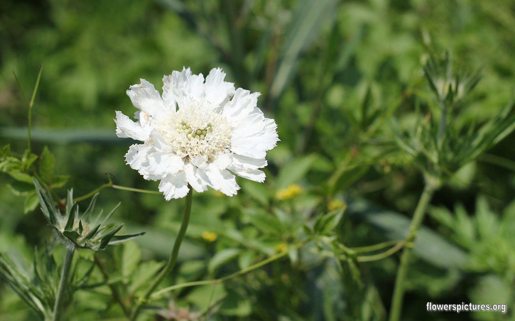 Scabiosa caucasica (Pincushion flower)
