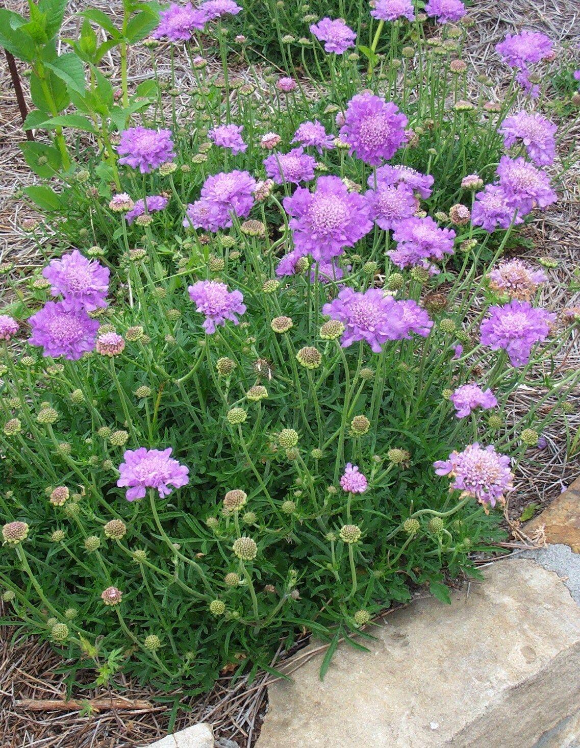 Image result for butterfly blue pincushion flower. Perennials Zone