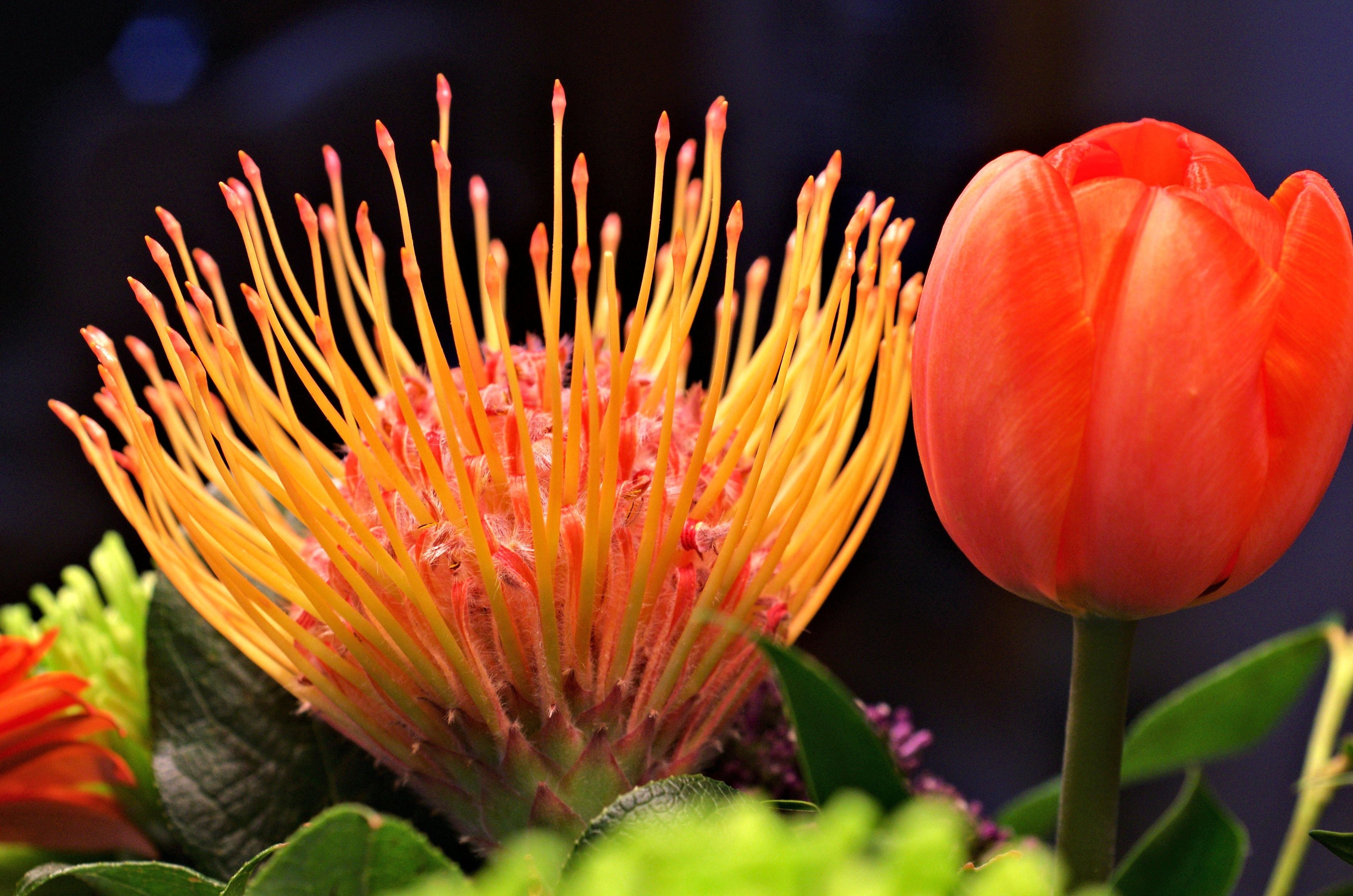 orange tulip flower with yellow red pincushion flower free image