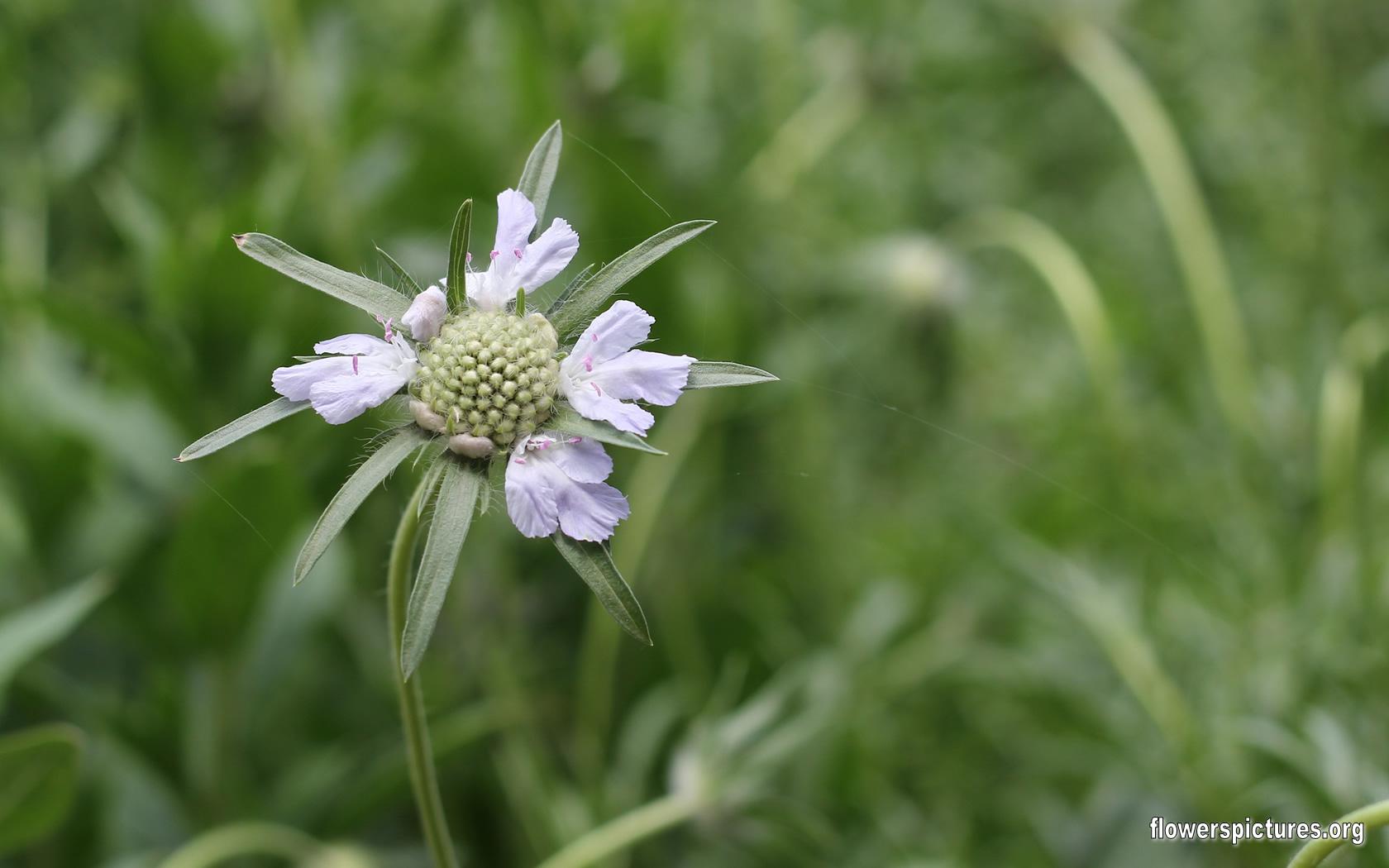 Scabiosa caucasica (Pincushion flower)