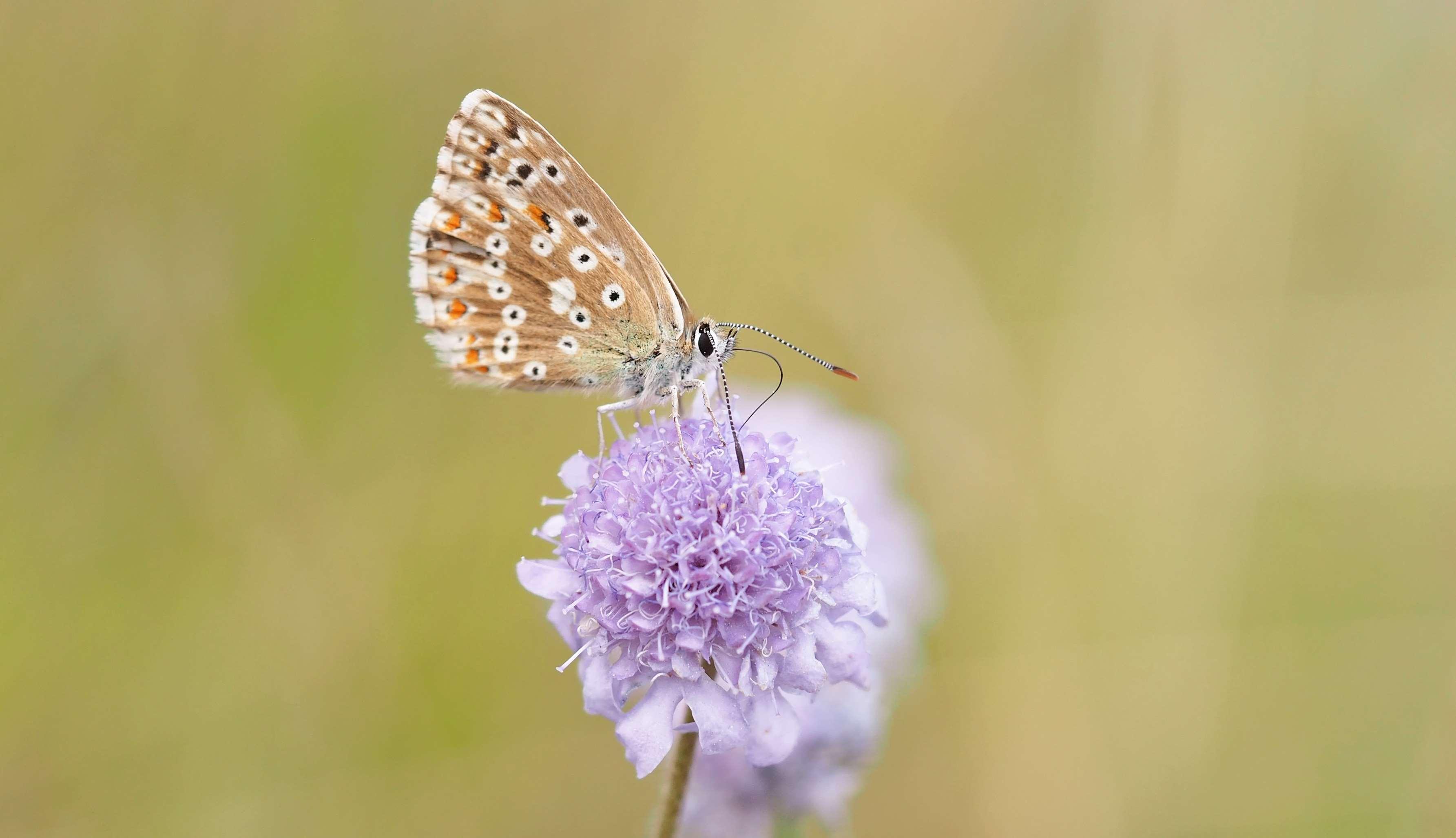 bloom, blossom, butterfly, flora, flower, insect, macro