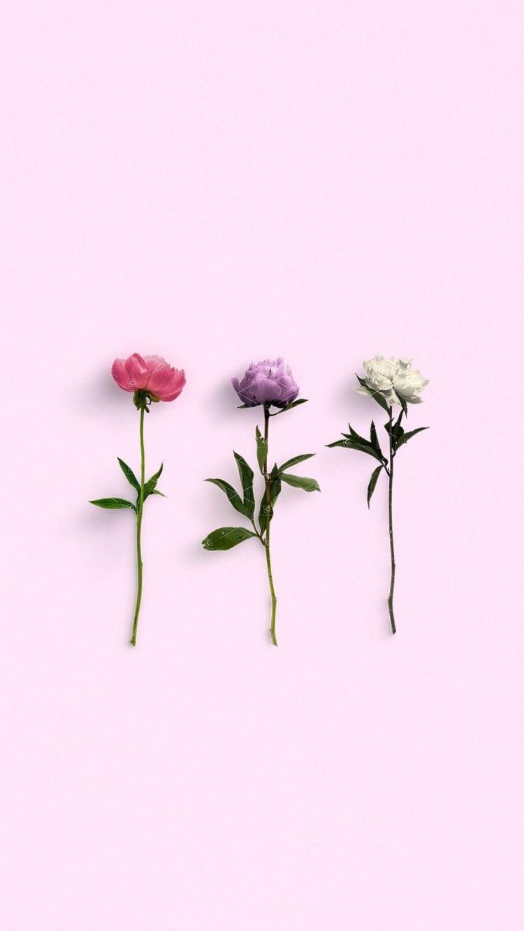 beautiful pink 168. Frame. Flower wallpaper, Pastel