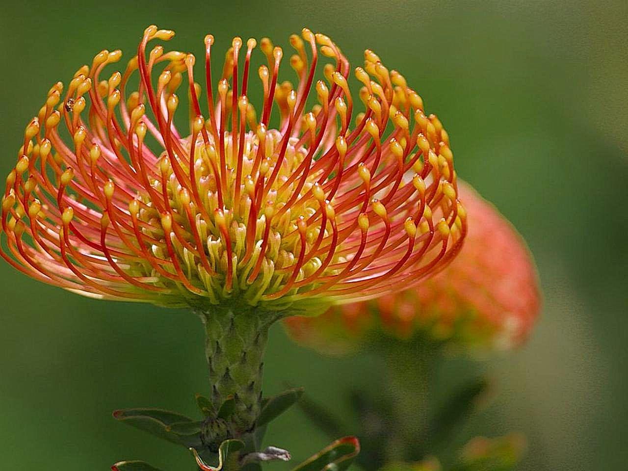 flowers for flower lovers.: Pincushion protea flowers picture