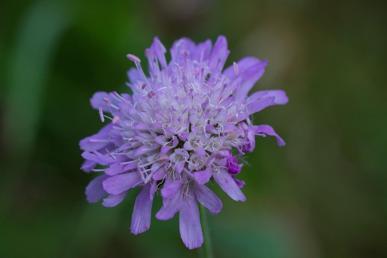 Pincushion flower, skabiosenblüte, blossom, bloom, meadow photo
