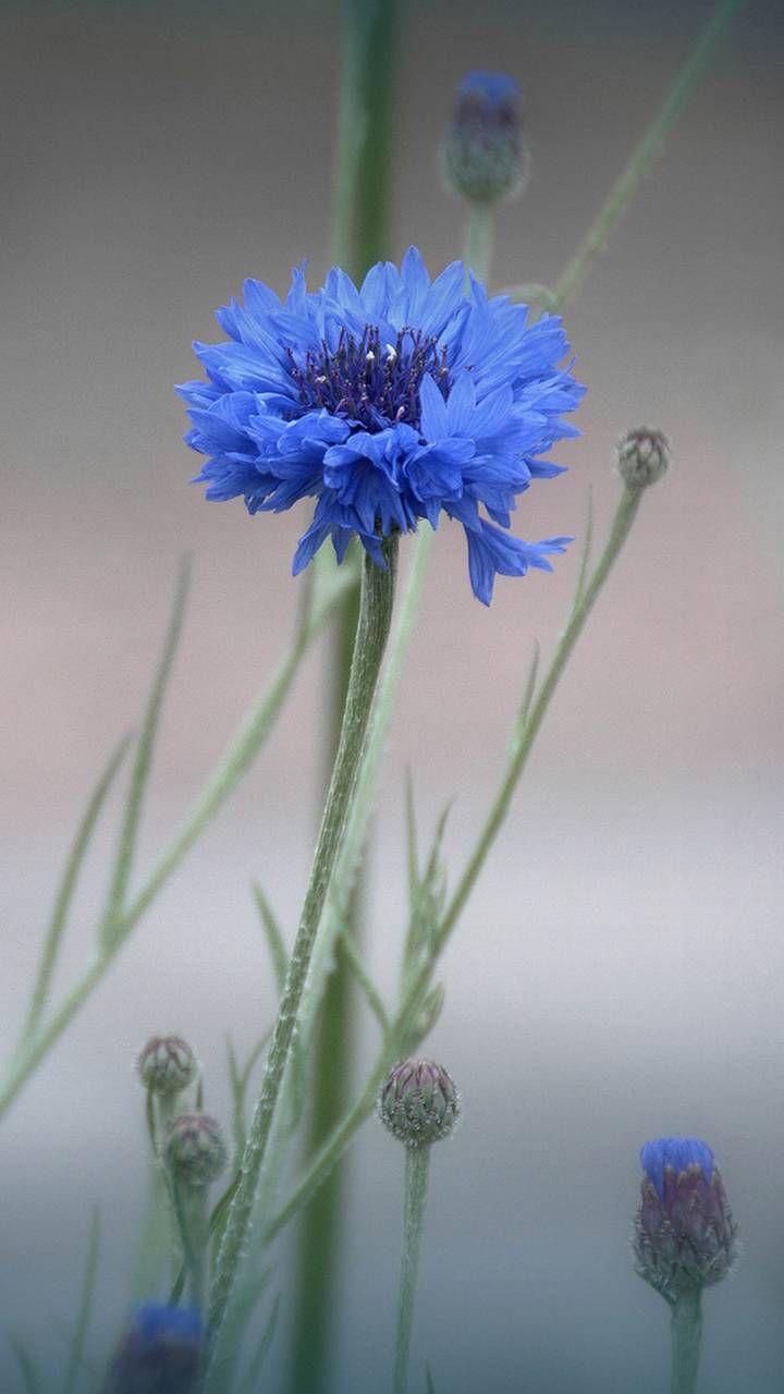 Mist Flowers. Tapety. Flowers, Flower wallpaper, Blue flowers