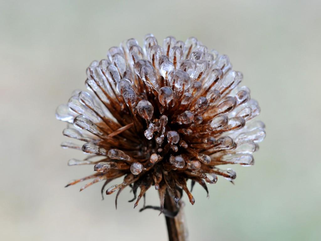 Flower Ice Wallpaper High Quality
