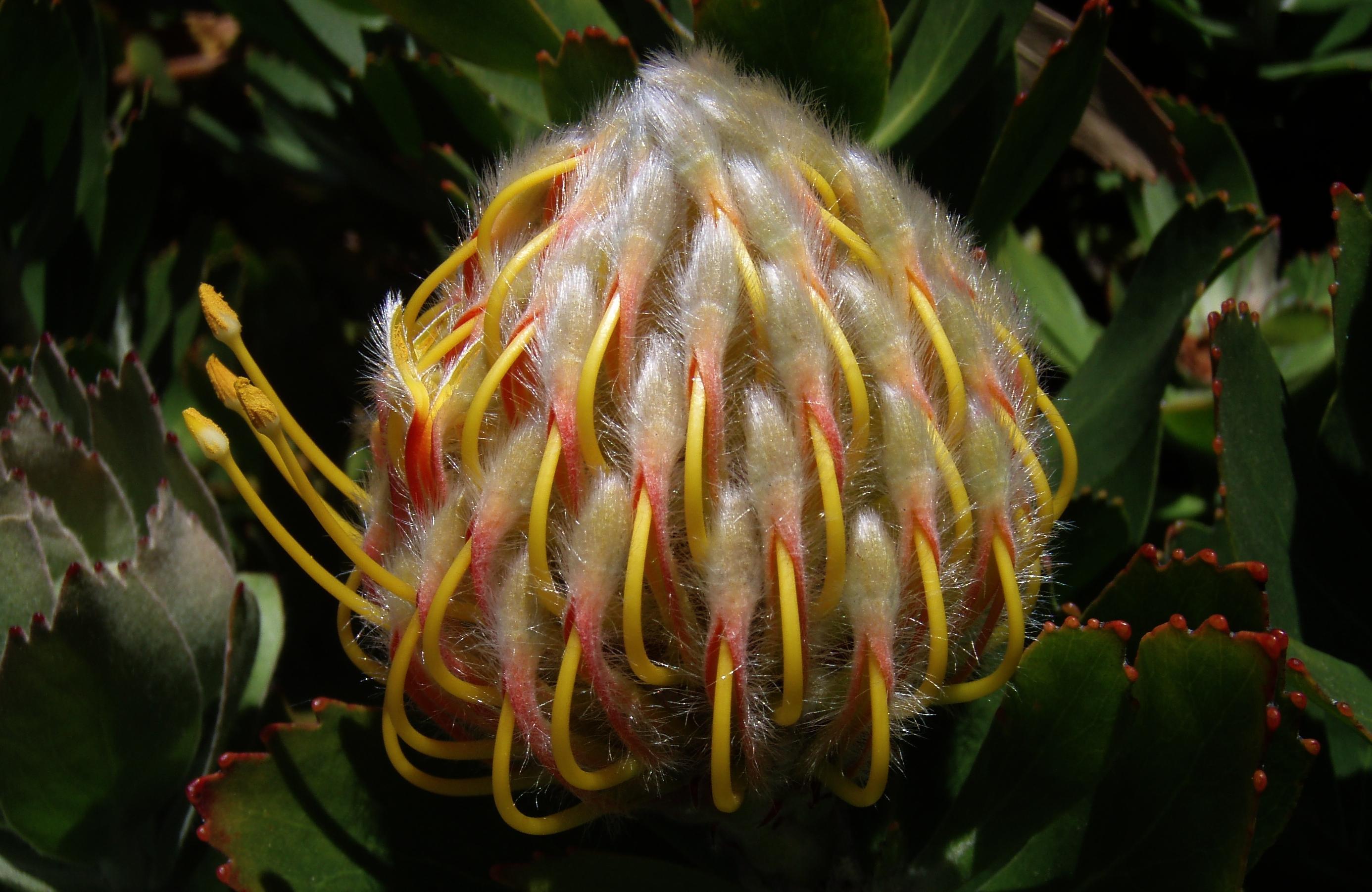 Nodding Pincushion Protea Flower