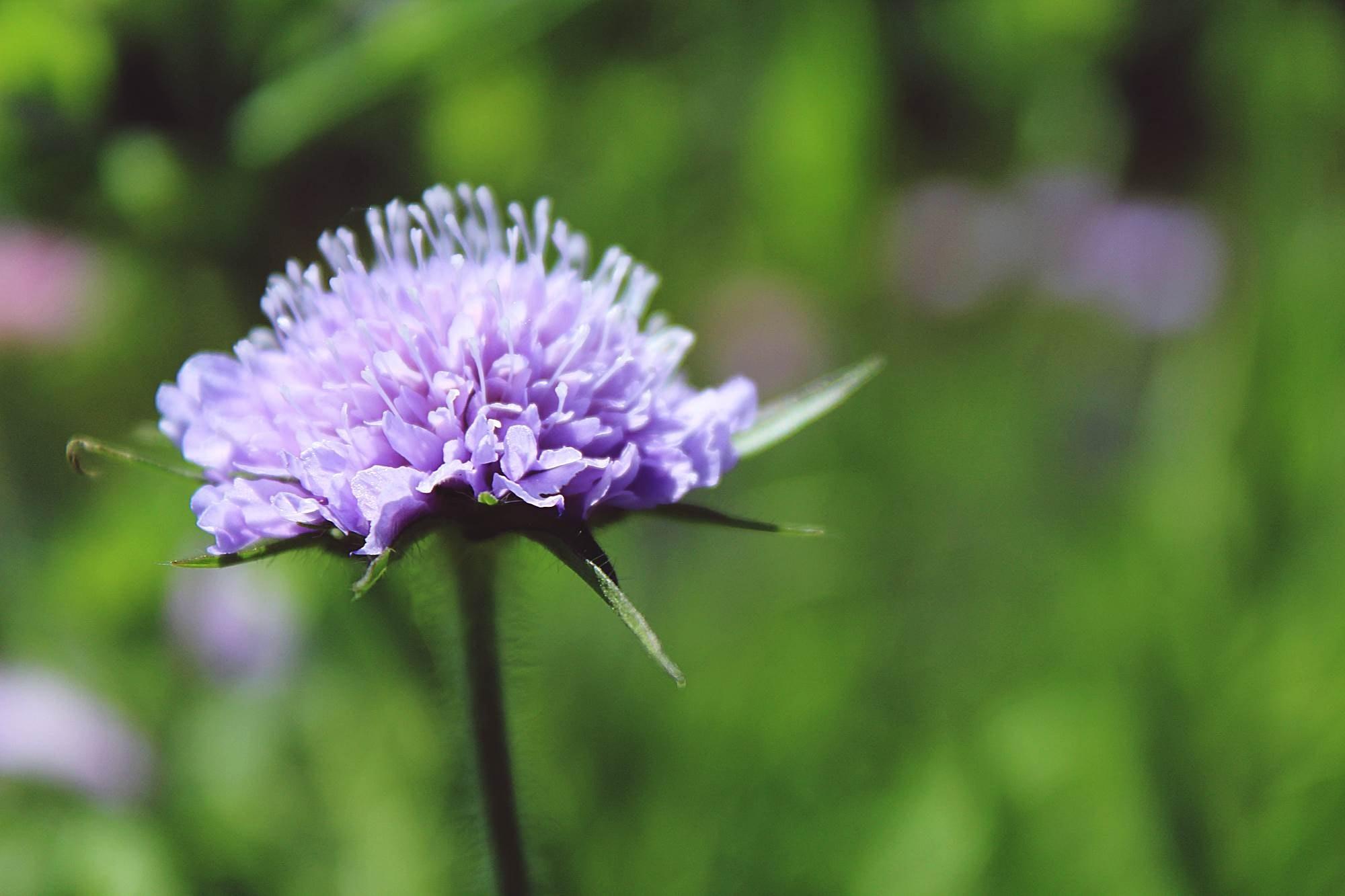 purple pincushion flower free image