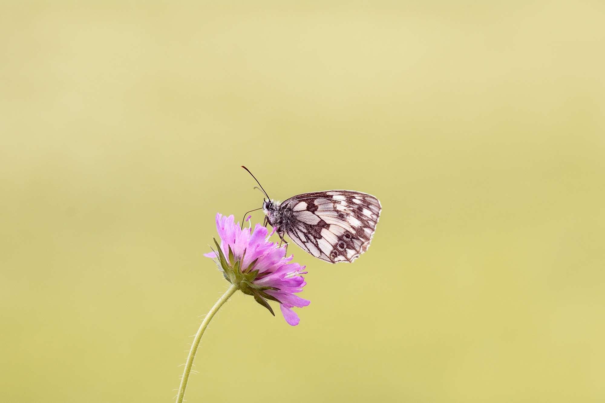 bloom, blossom, butterfly, flora, flower, insect, macro