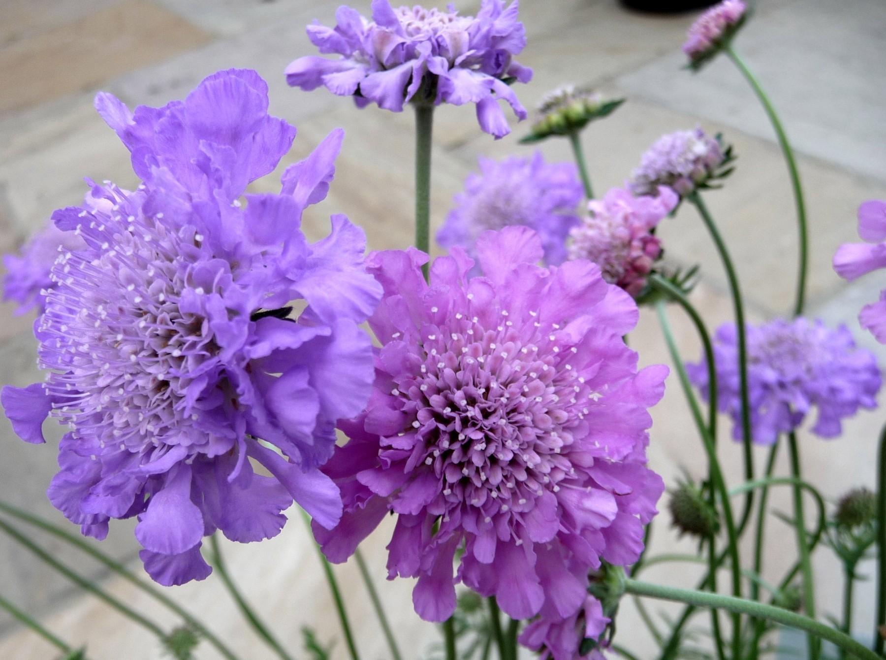 Scabious Flowers Garden Close Up Flowerbed