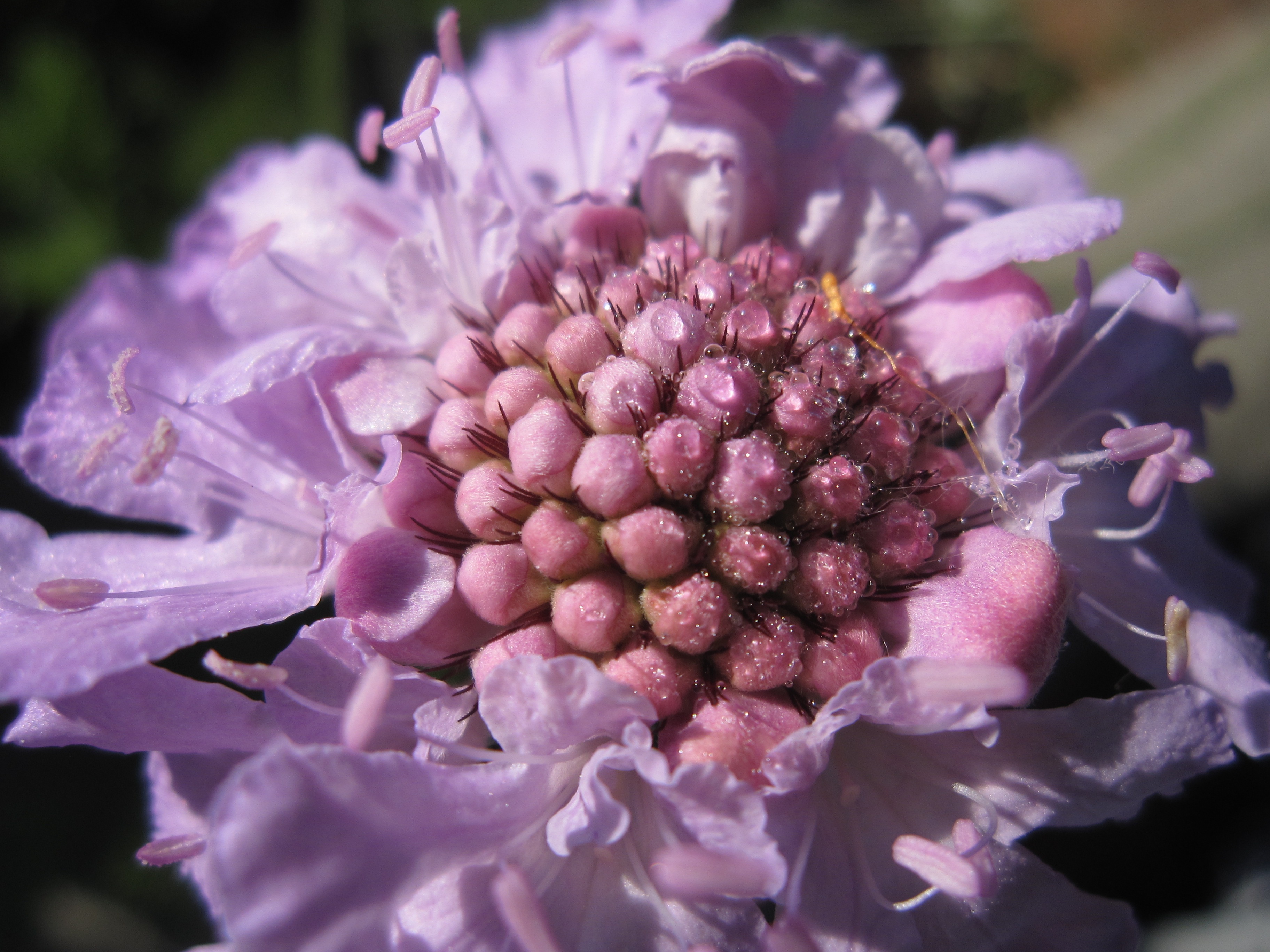 Download Wallpaper 3648x2736 Scabiosa, Flower, Close Up HD Background