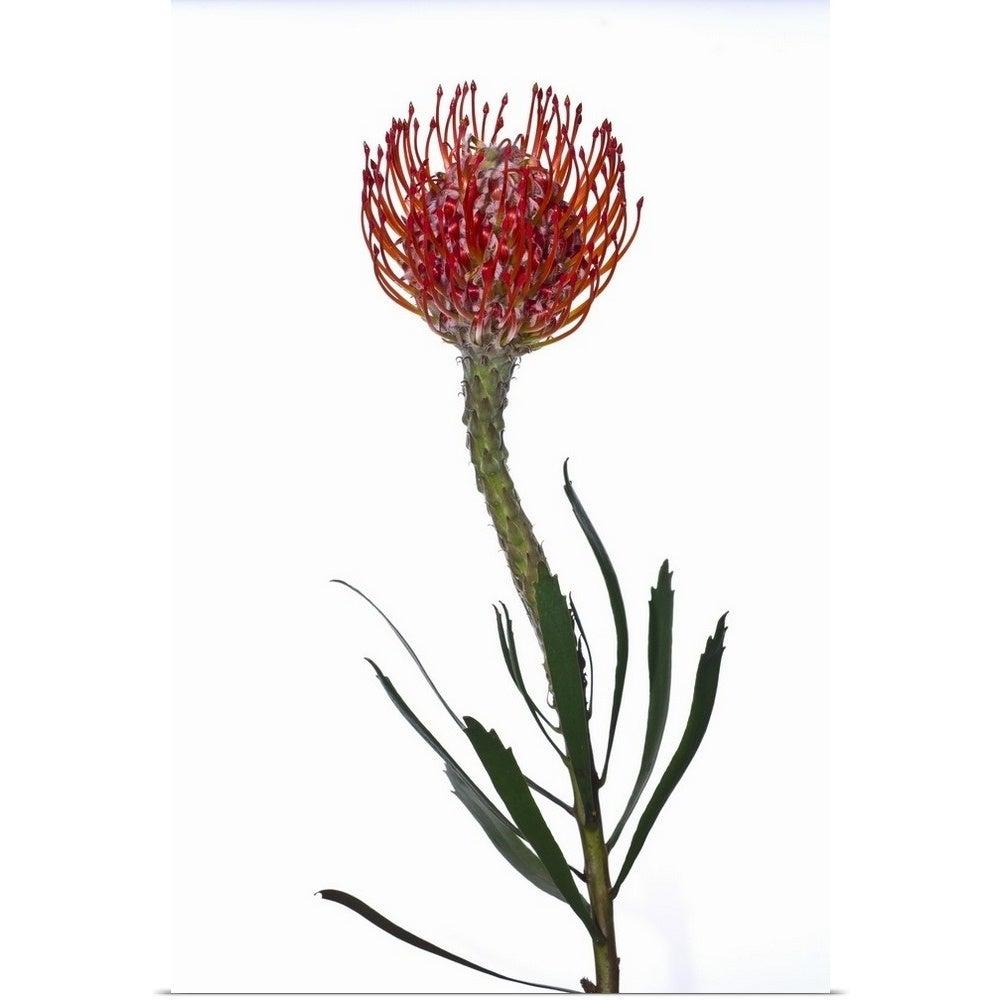 Pincushion Protea flower
