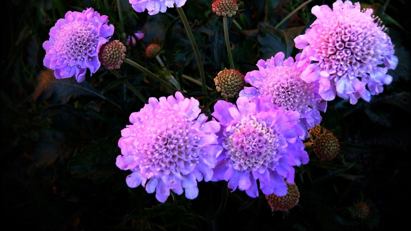 Download wallpaper 1600x900 flowers, purple, night, flowerbed