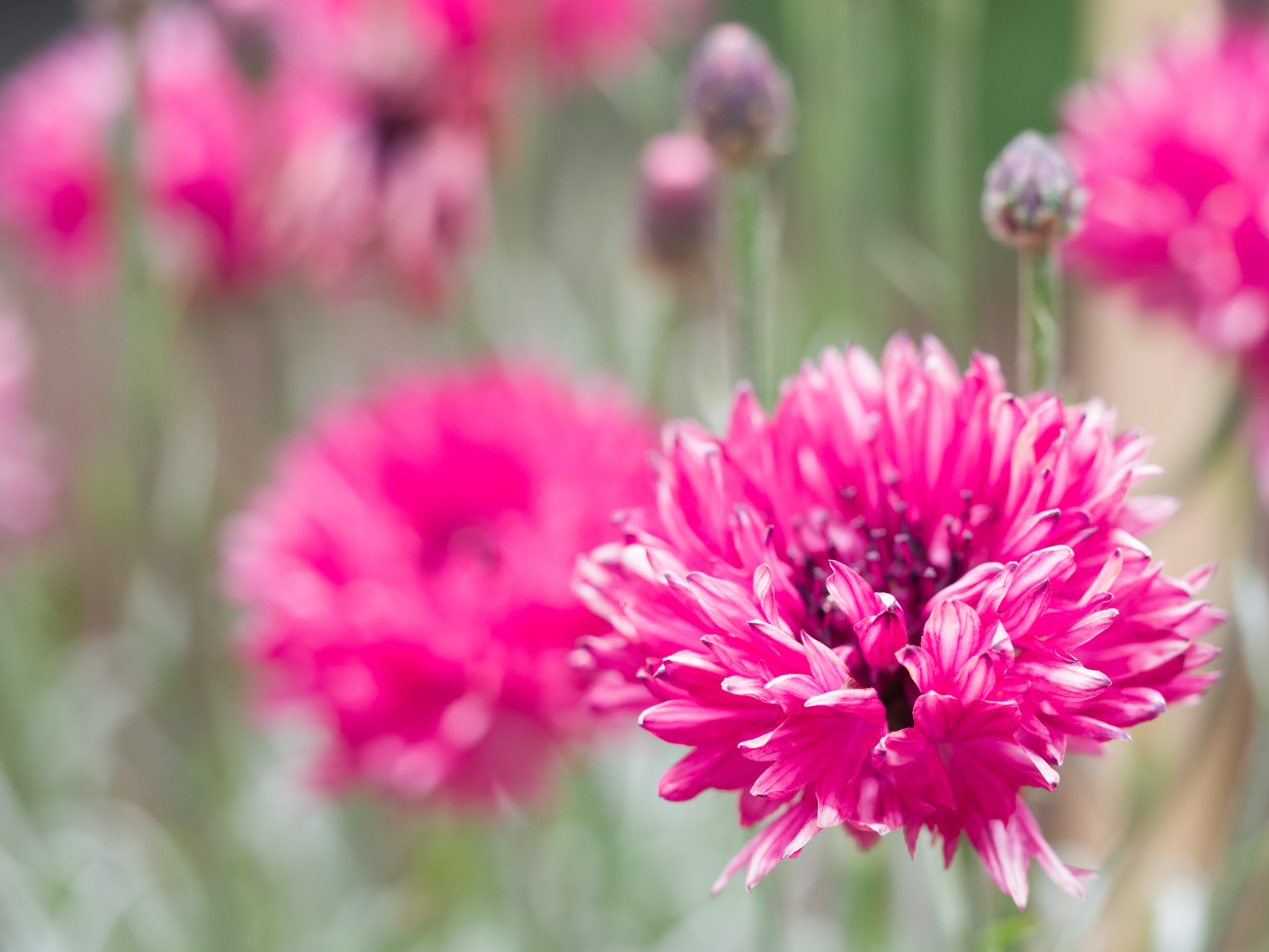 Tilt photography purple flower HD wallpaper
