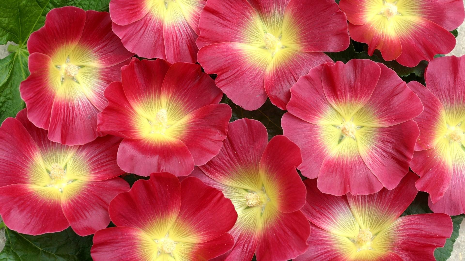 Download 1920x1080 Malva, Pink, Leaves, Red Wallpaper