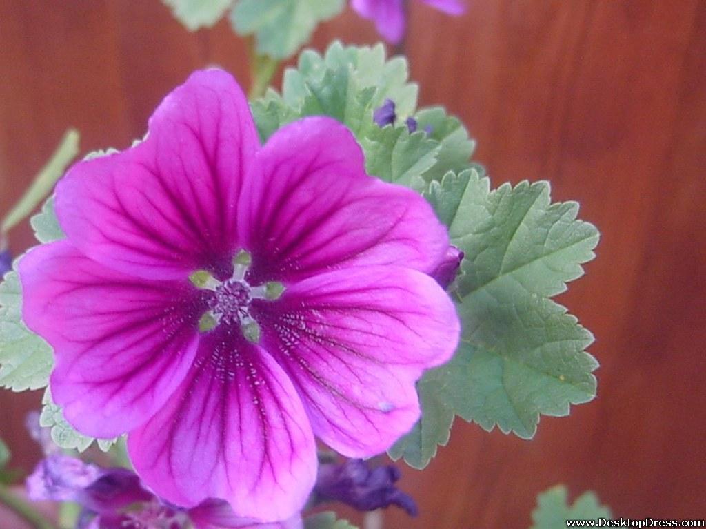Desktop Wallpaper Flowers Background Malva Zebrina