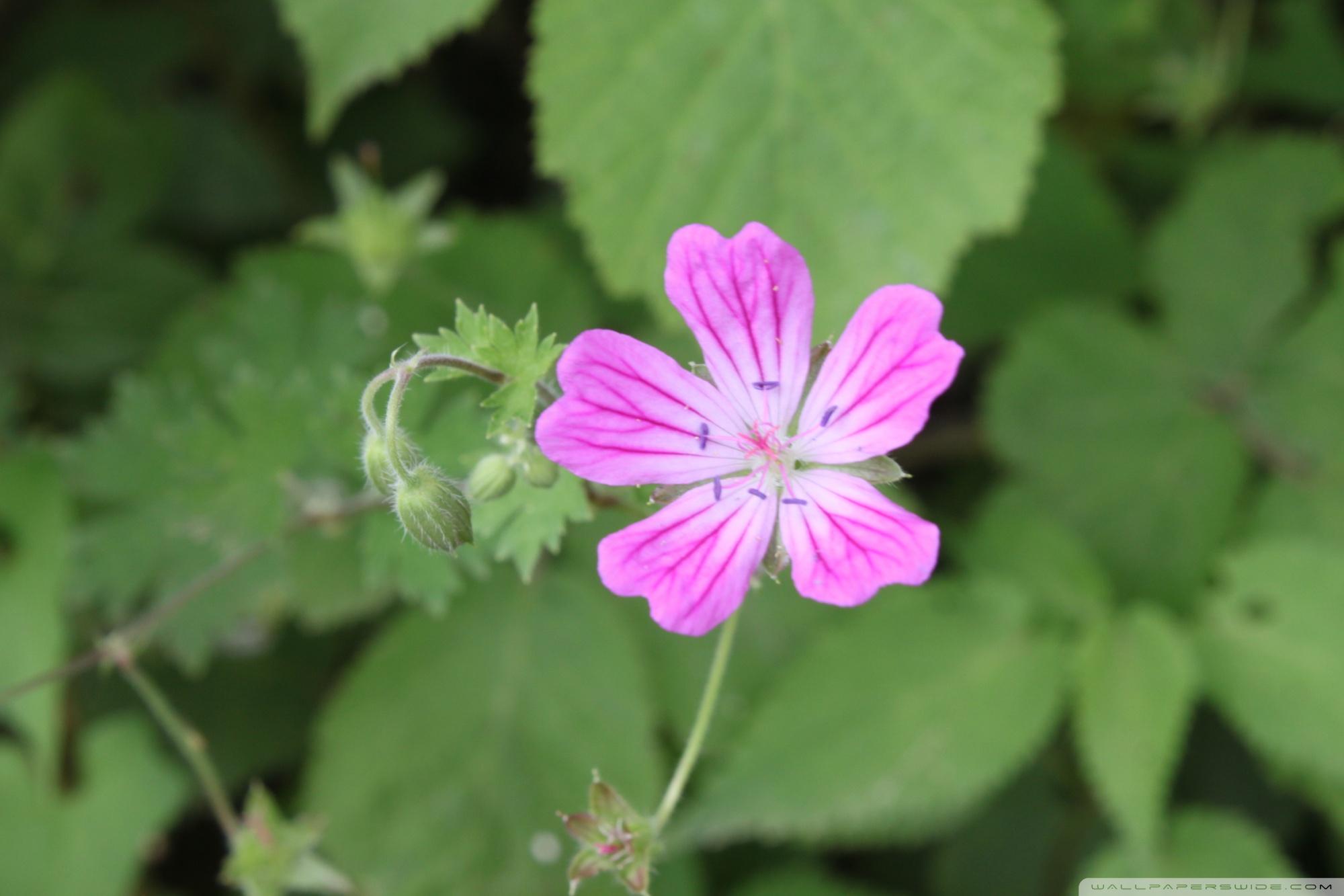 malva wallpaper Collection