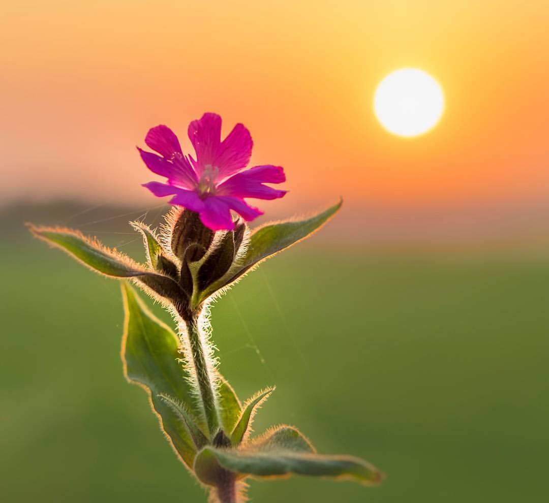Selective focus photo of pink Malva flower at sunrise, england HD
