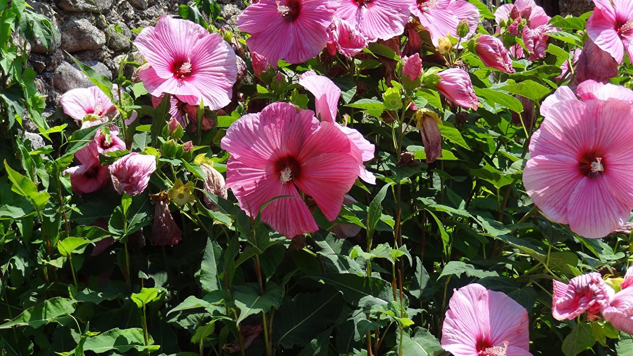 Image Pink color Malva Flowers Closeup