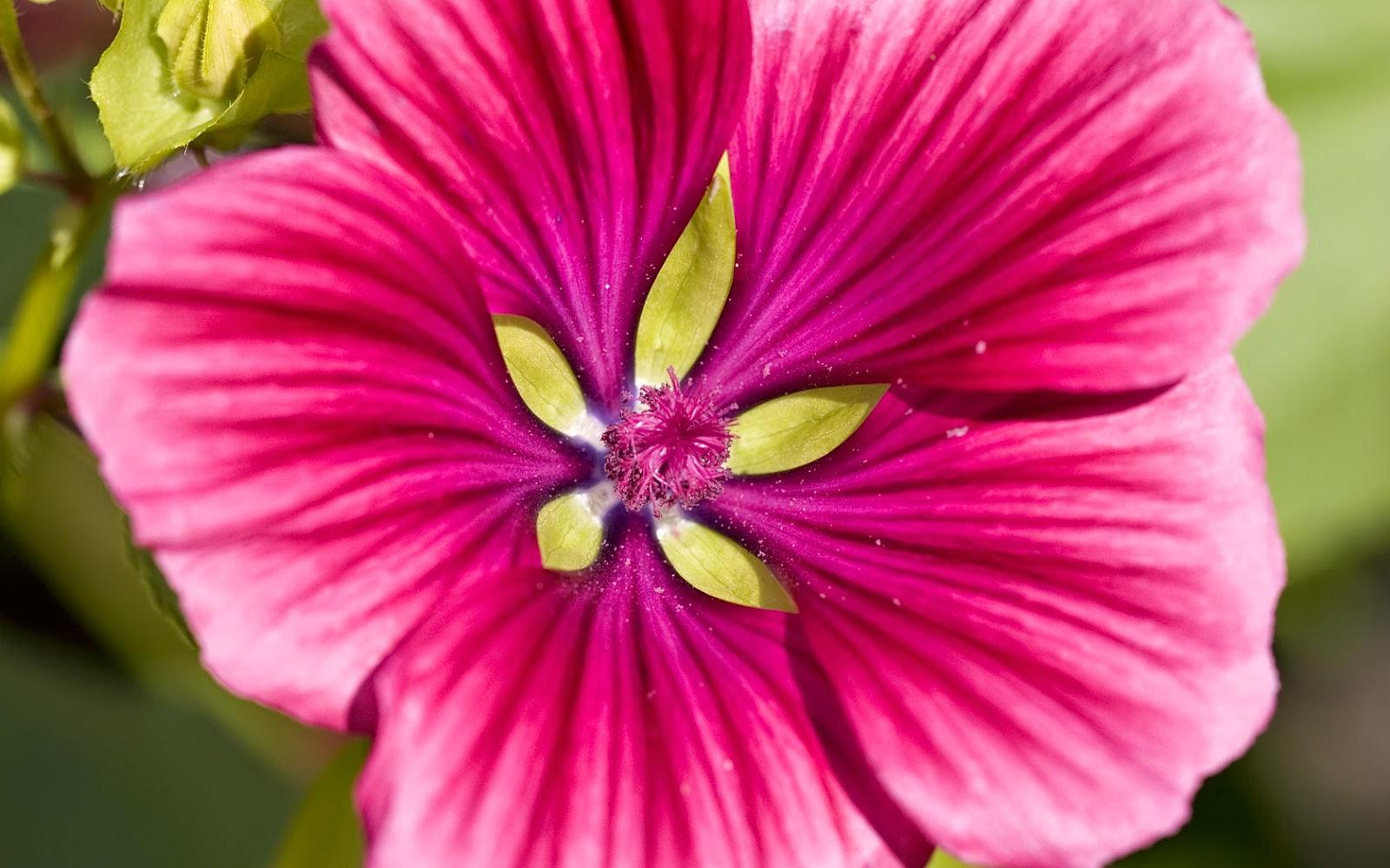 Pink Flower Wallpaper Background HD Desktop Wallpaper Free Download