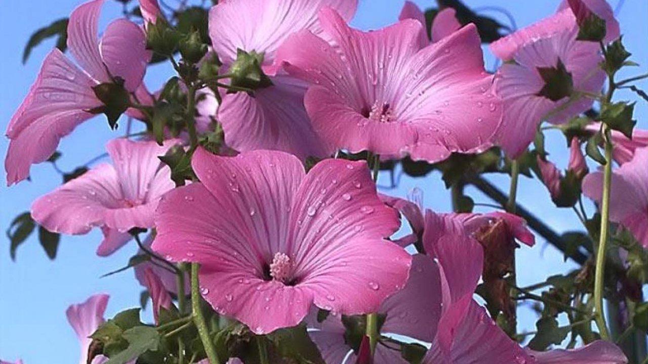 Wallpaper Of Natures, Organic, Plants, Fresh Air, Windows Nature