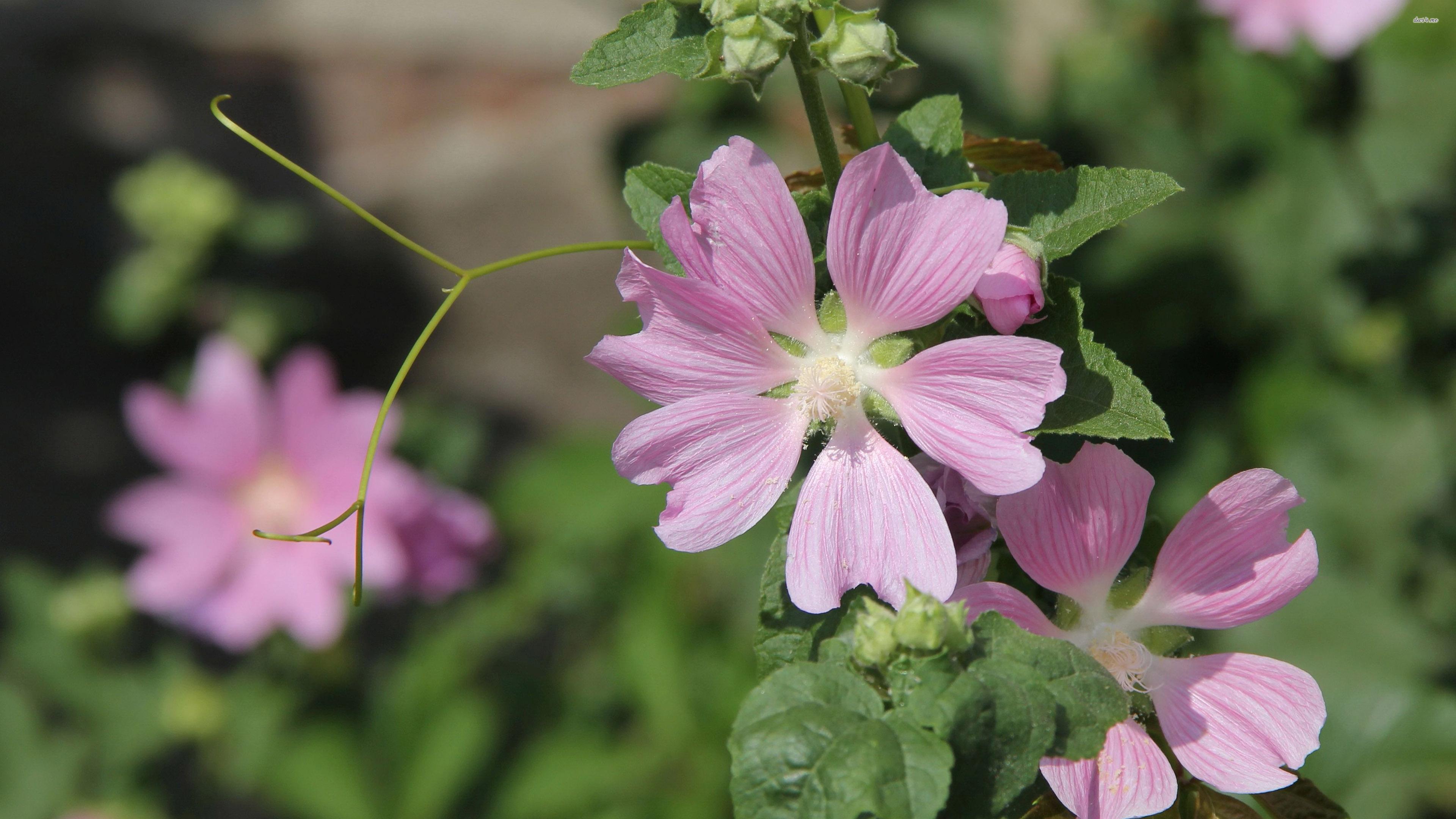 Pink Malva Wallpapers - Wallpaper Cave