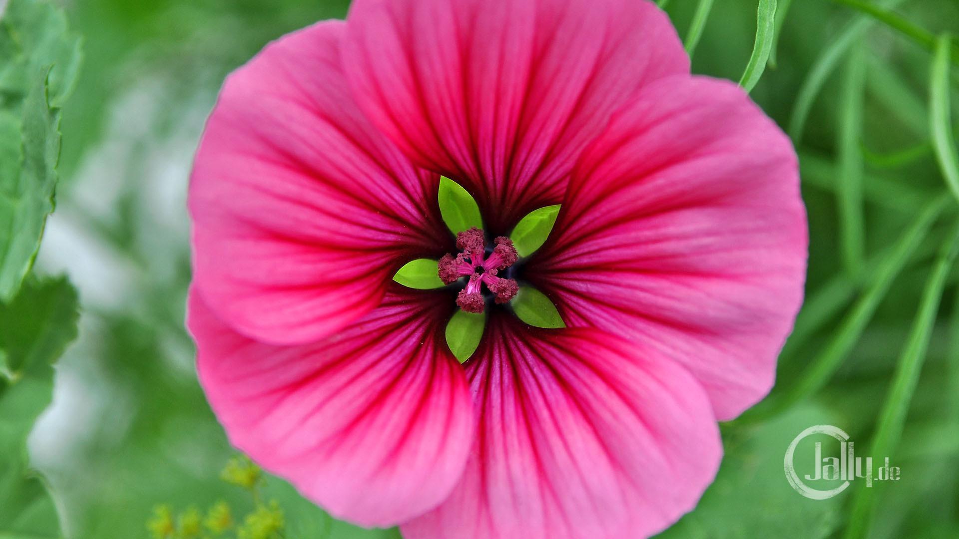 Pink Flower Wallpaper