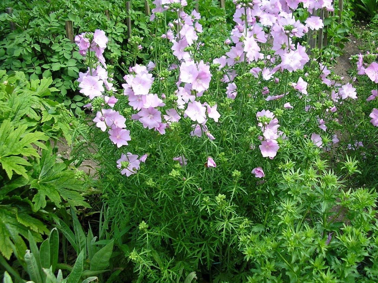 Download wallpaper 1280x960 flowers, pink, green, flowerbed standard