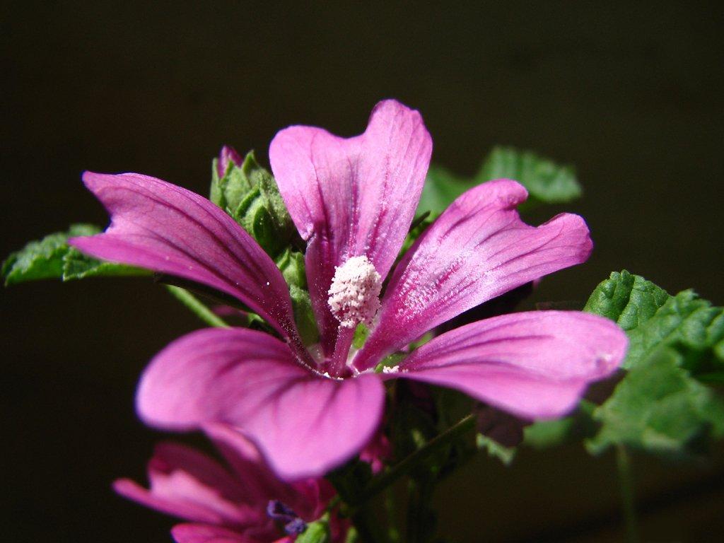 Pink Malva Wallpapers - Wallpaper Cave