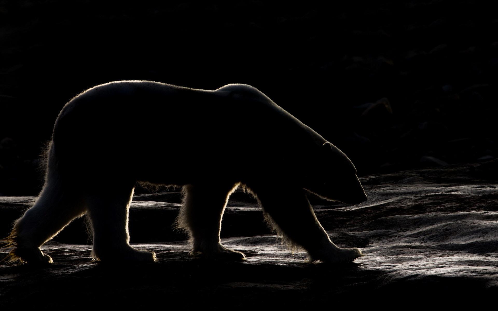 Photo Polar bears bear Night animal