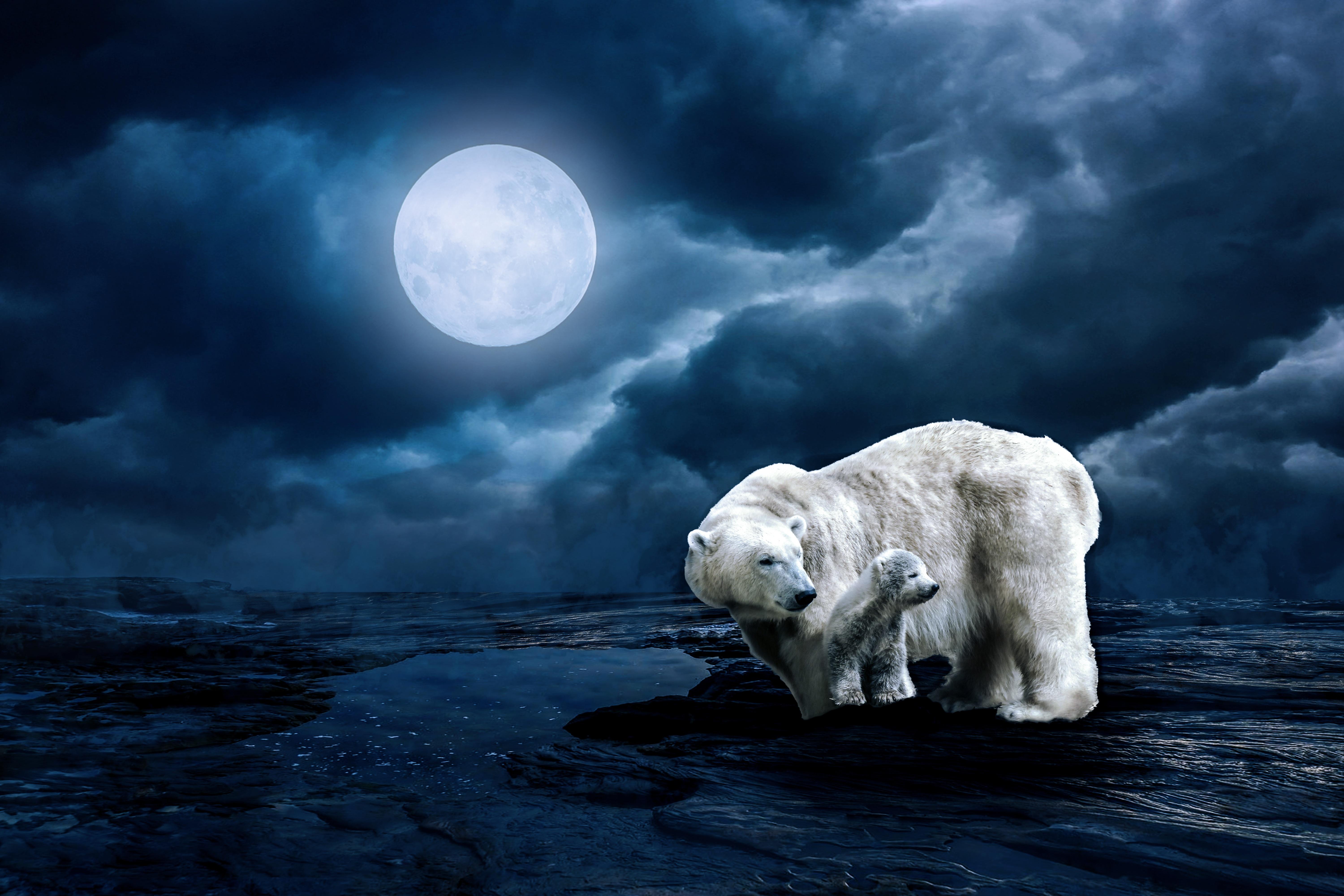 #Full moon, K, #Polar bears