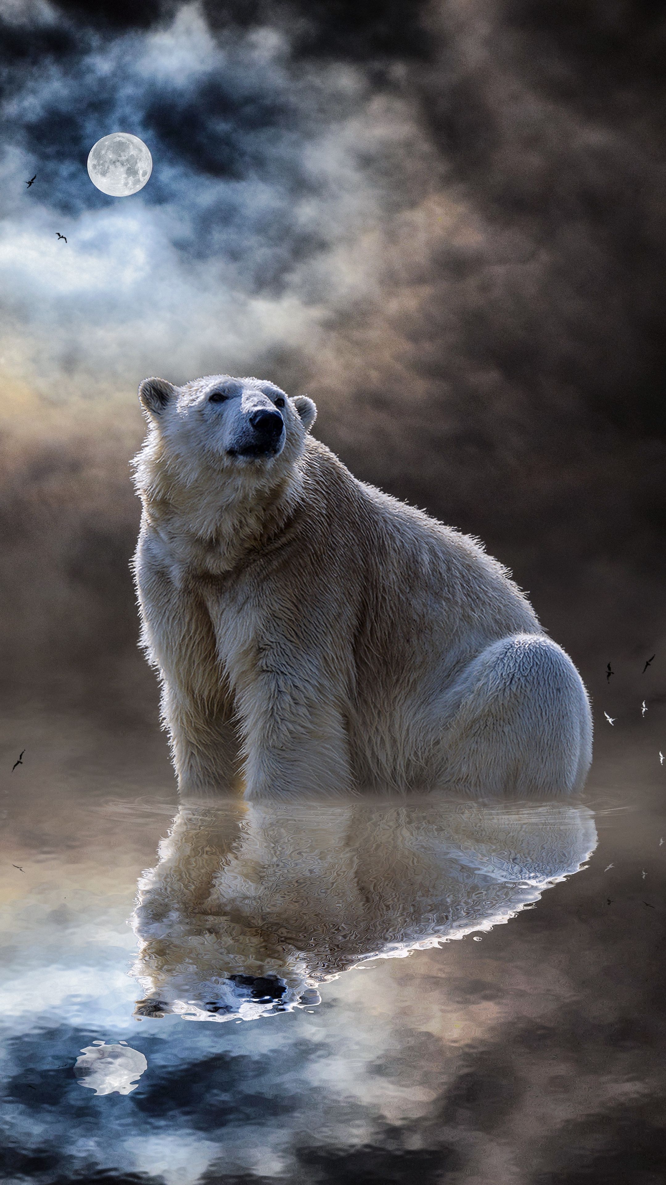 Animals #polarbear #ocean #reflection #wallpaper HD 4k background