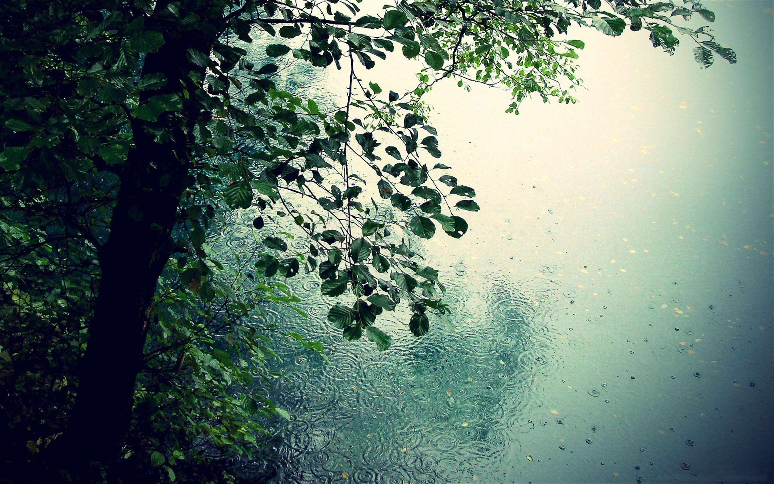 Raindrops Wallpaper