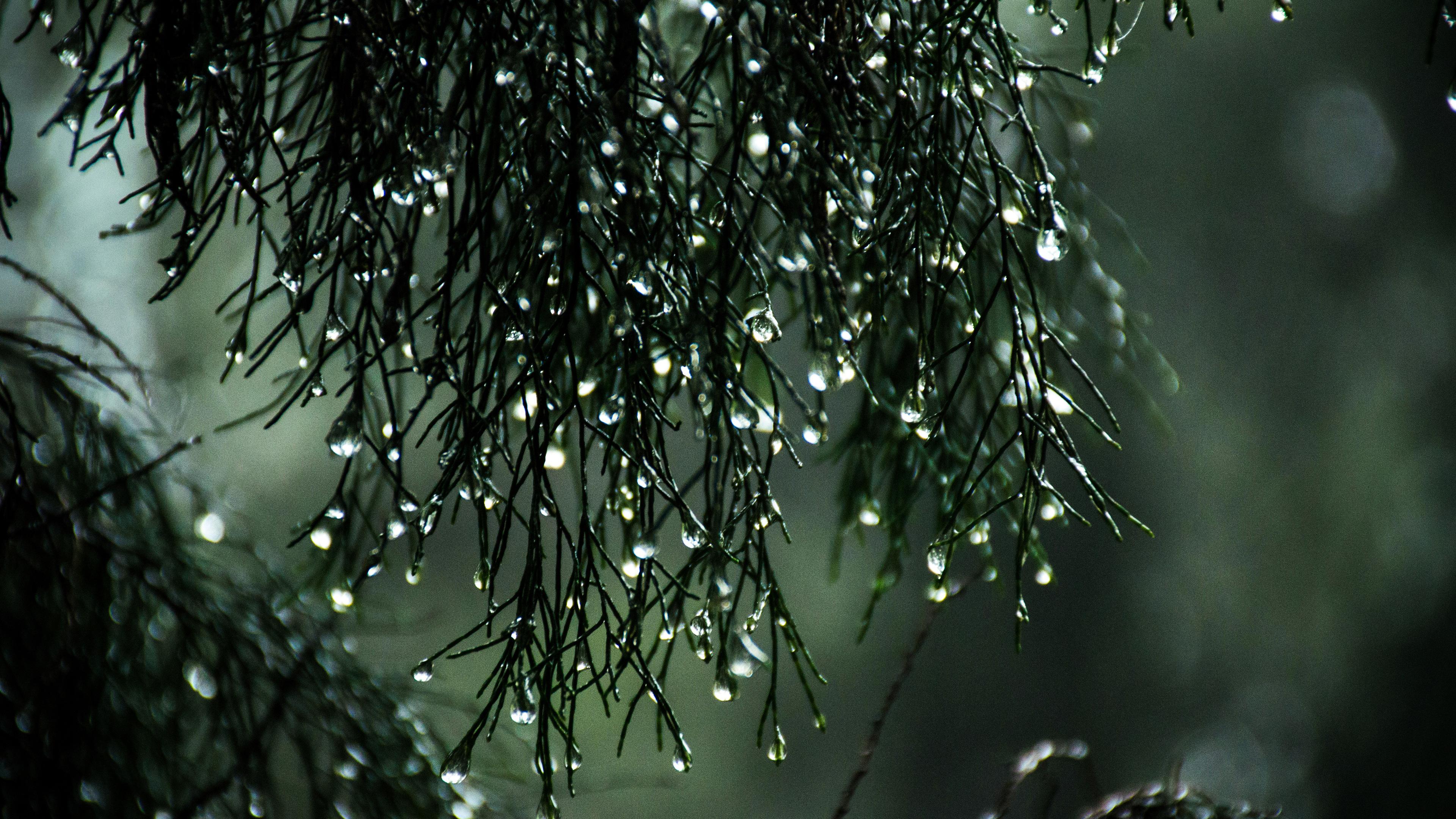 Wallpaper 4k Wet Leaves Raindrops Nature 4k Wallpaper, 5k