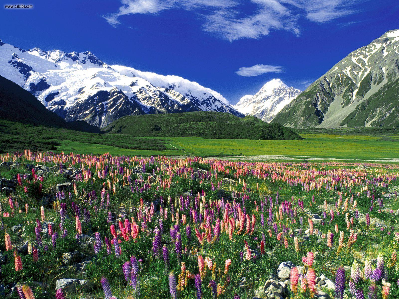 Nature: Spring Meadow Mount Cook New Zealand, desktop wallpaper nr